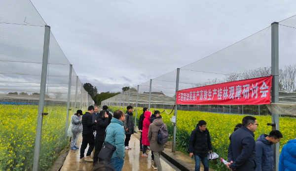 农科中心组织召开三熟制油菜高产高效生产桂林观摩研讨会