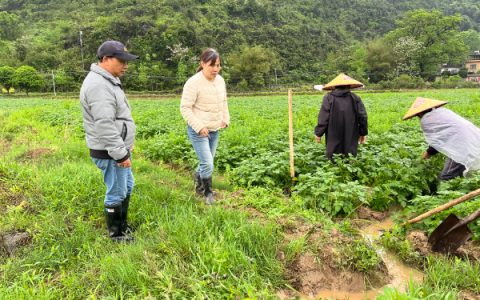 农科中心广西薯类创新团队桂北综合试验站到雁山区开展春季马铃薯种植技术指导