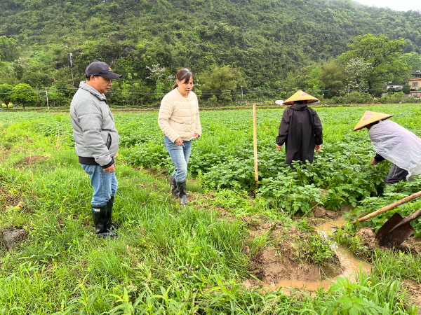 农科中心广西薯类创新团队桂北综合试验站到雁山区开展春季马铃薯种植技术指导