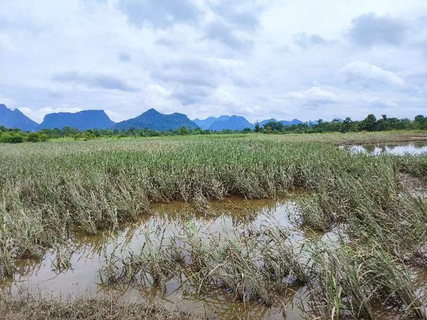 农科中心积极开展指导水稻洪涝灾后恢复生产工作