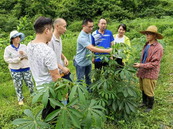 农科中心国家木薯产业技术体系桂林综合试验站前往武宣、柳州调查木薯长势