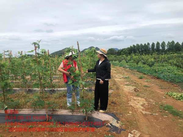 广西薯类创新团队桂北综合试验站赴临桂区会仙镇指导葛根生产
