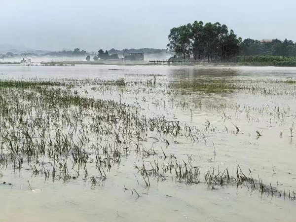农科中心积极开展指导水稻洪涝灾后恢复生产工作