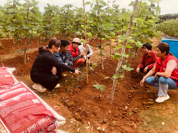 广西薯类创新团队桂北综合试验站赴临桂区会仙镇指导葛根生产