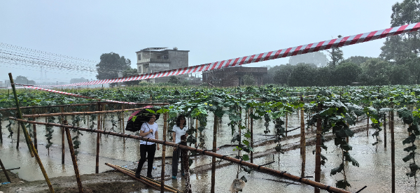 农科中心积极开展洪涝灾后农业生产恢复工作