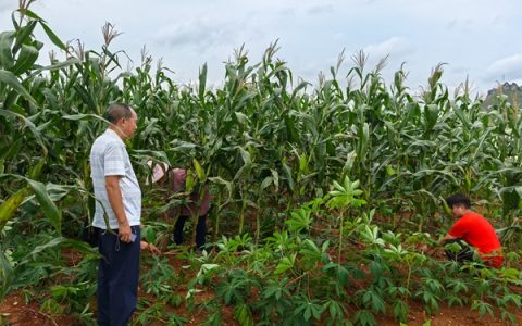 农科中心国家木薯产业技术体系桂林综合试验站前往武宣、柳州调查木薯长势