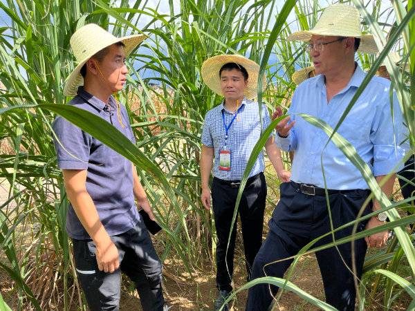 国家糖料产业技术体系首席科学家张跃彬等一行到桂林综合试验站调研指导