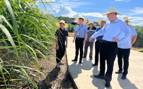 国家糖料产业技术体系首席科学家张跃彬等一行到桂林综合试验站调研指导