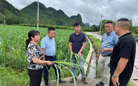 糖料蔗产业科技先锋队赴永福开展甘蔗“抗涝减灾”科技专项服务