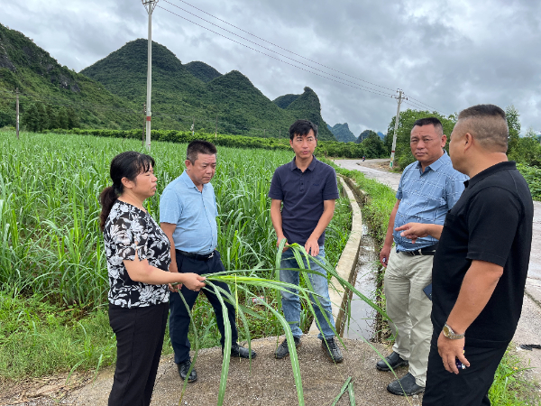 糖料蔗产业科技先锋队赴永福开展甘蔗“抗涝减灾”科技专项服务