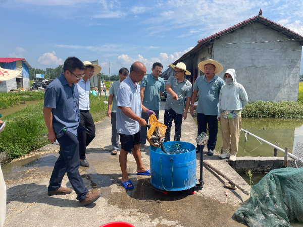 农科中心科技特派员赴灌阳县 开展水稻产业科技服务 9月26-27日，广西乡村科技特派员、桂林市农业科学研究中心副主任范大泳等一行5人到灌阳县新街镇、黄关镇开展水稻新品种示范、机械收割再生稻及稻田养鱼产业调研，并开展相关科技服务。 26日，范大泳一行到新街镇葛洞村田园生态家庭农场查看了特派员推荐种植的中稻新品种昇两优5号的生长情况。示范的80亩昇两优5号田间表现出茎秆粗壮抗倒、耐