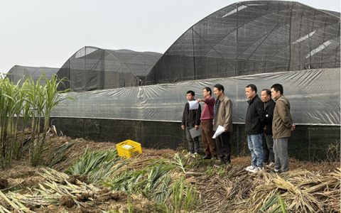 市农科中心承担的市科技项目“桂林优良地方果蔗五通青皮果蔗提纯复壮研究与示范”顺利通过现场查定