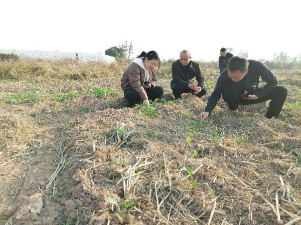 国家油菜产业体系桂林综合试验站团队前往灵川县、兴安县、全州县等地开展冬油菜技术指导