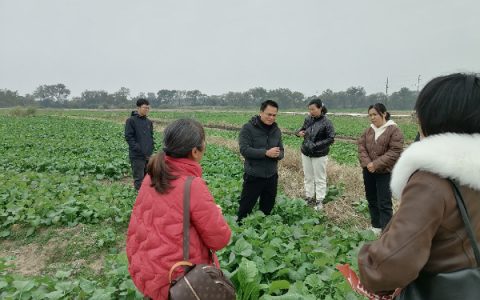 国家油菜产业体系桂林综合试验站团队前往灵川县、兴安县、全州县等地开展冬油菜技术指导