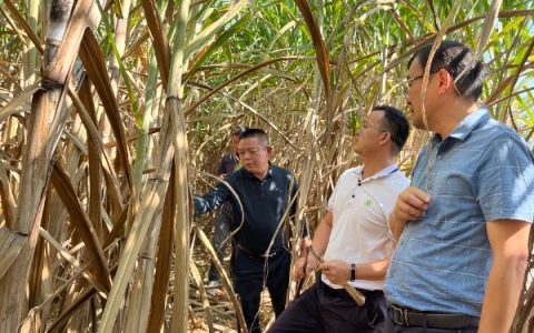 国家糖料产业技术体系养分管理与土壤肥料岗位科学家敖俊华等一行到桂林综合试验站调研指导