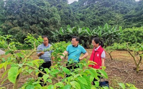 优稀水果崇左综合试验站团队赴龙州县武德乡开展技术指导工作