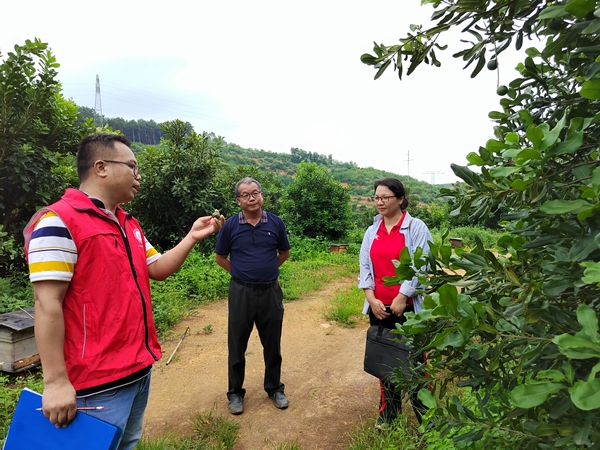 广西南亚所乡村科技特派员赴百色参加示范基地挂牌活动并开展病虫害防治技术指导